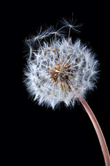 Blowball of dandelion flower