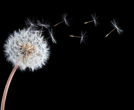 Fototapeta Blowball of dandelion flower
