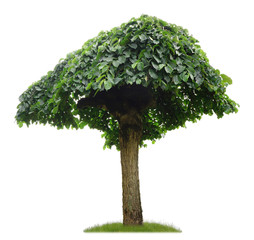 Freigestellter Parkbaum in Pilzform vor weißem Hintergrund