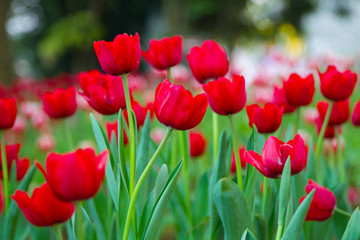 Red tulips in the garden