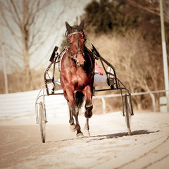  Harness Racing .horse