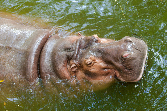 Wild hippopotamus swimming in the water.