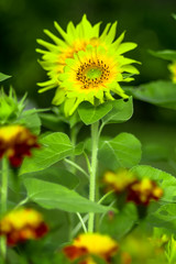 Dwarf Sunflower