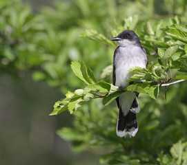 Perched Eastern Kingbird
