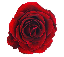 Red rose flower isolated on white background with clipping path