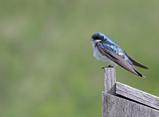 Tree Swallow and Copyspace