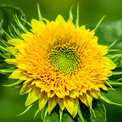 Dwarf Sunflower