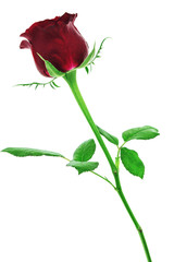 Red rose isolated on white background with clipping path