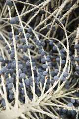 Acai Açaí Palm Fruit Tree Branch Close-Up