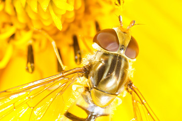 Bee macro photo