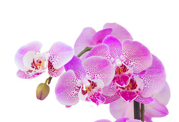 pink orchid branch close up
