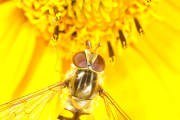 Insect macro