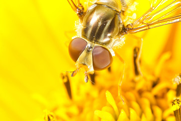 Bee macro