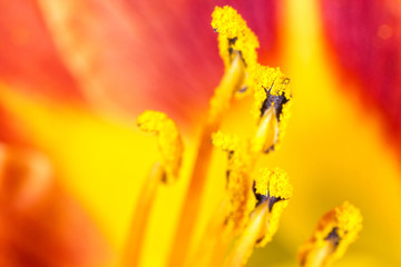 Flower pollen