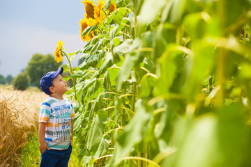 Stylish Caucasian boy in sunflowers