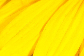 Yellow flower petals