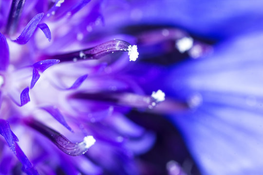 Fototapeta Blue flower