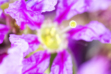 Violet flower inside
