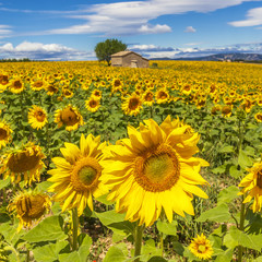 Fototapeta premium Beautiful landscape with sunflower field