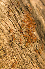 red ant group sunset light on tree