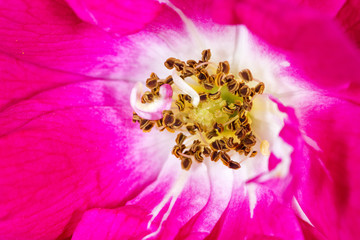 pink flower inside