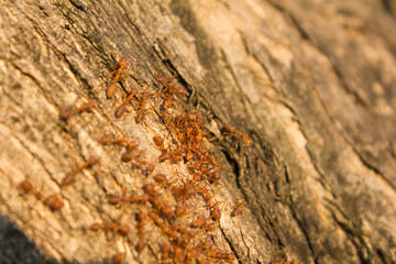 red ant group
