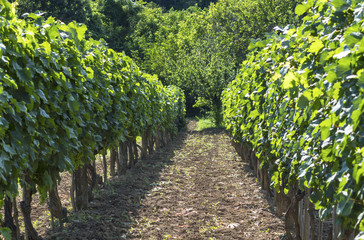 Fototapeta na wymiar Rows of vineyard