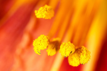 Flower pollen inside
