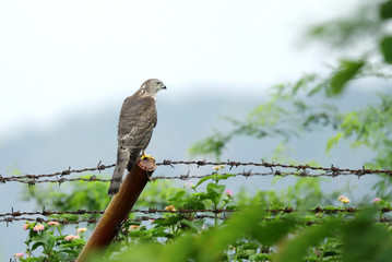 A falcon sitting on fence