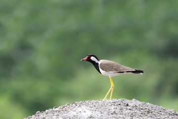 A beautiful Red-wattled Lapwing