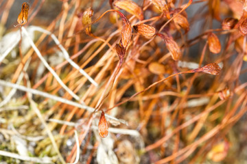 Orange plants macro