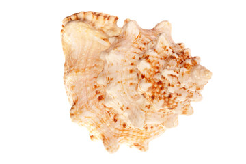 Sea shell