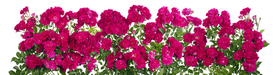 Pink roses big isolated line