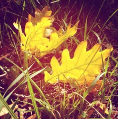  Two fallen-down leaves on a grass. Fall.