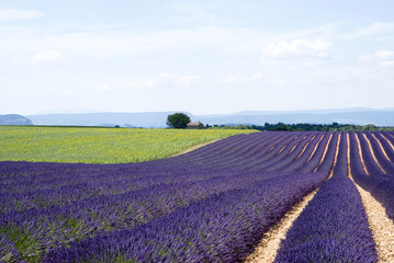 Plateau Valensole, South-eastern France
