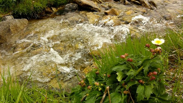 Cascade on small mountain stream in Alps, water of torrent