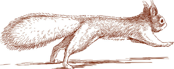 jumping squirrel © makar