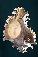 Seashell