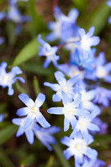 First Spring flowers - blue Scilla siberica