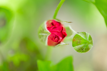 Red rose bud in the blossom garden
