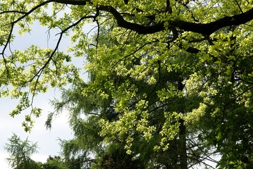 branches of oak tree at spring
