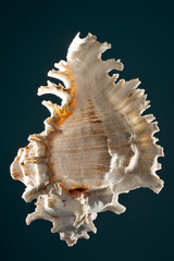 Seashell