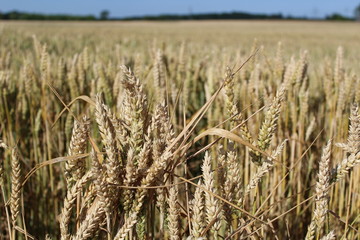 Weizenfeld