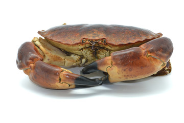 Shellfish: raw crab isolated in white