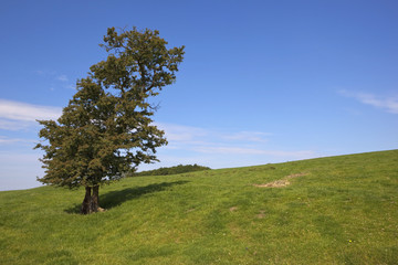 Fototapeta na wymiar hawthorn tree