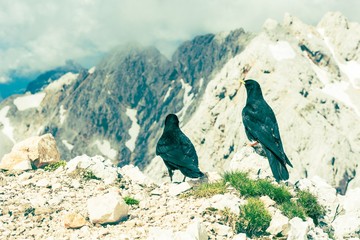 Pair of alpine choughs