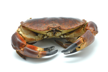 Shellfish: raw crab isolated in white