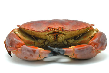 Shellfish: cooked crab isolated in white