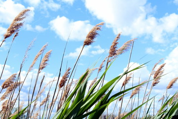 Himmel &uuml;ber der Camargue