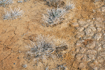 Top View of Desert Plants